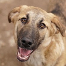 LAUSER, Hund, Mischlingshund in Griechenland - Bild 11