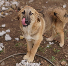 LAUSER, Hund, Mischlingshund in Griechenland - Bild 2