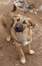 LAUSER, Hund, Mischlingshund in Griechenland - Bild 4