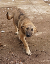 LAUSER, Hund, Mischlingshund in Griechenland - Bild 5