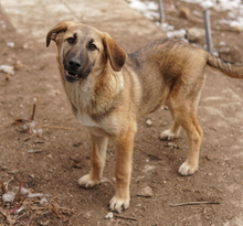 LAUSER, Hund, Mischlingshund in Griechenland - Bild 6