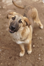 LAUSER, Hund, Mischlingshund in Griechenland - Bild 8