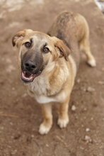 LAUSER, Hund, Mischlingshund in Griechenland - Bild 9