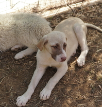 TAYO, Hund, Mischlingshund in Griechenland - Bild 13