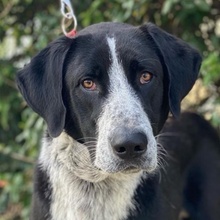 VIOTTI, Hund, Mischlingshund in Belgien - Bild 1