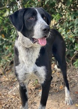 VIOTTI, Hund, Mischlingshund in Belgien - Bild 10