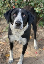 VIOTTI, Hund, Mischlingshund in Belgien - Bild 11