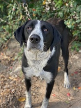 VIOTTI, Hund, Mischlingshund in Belgien - Bild 12