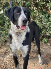 VIOTTI, Hund, Mischlingshund in Belgien - Bild 13