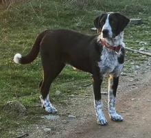 VIOTTI, Hund, Mischlingshund in Belgien - Bild 14