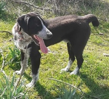 VIOTTI, Hund, Mischlingshund in Belgien - Bild 15