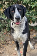 VIOTTI, Hund, Mischlingshund in Belgien - Bild 2