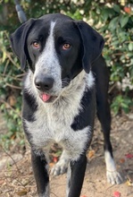 VIOTTI, Hund, Mischlingshund in Belgien - Bild 3