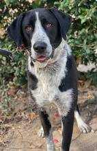 VIOTTI, Hund, Mischlingshund in Belgien - Bild 4