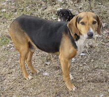 PLUTO, Hund, Mischlingshund in Griechenland - Bild 1