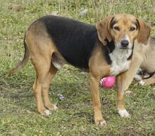 PLUTO, Hund, Mischlingshund in Griechenland - Bild 3