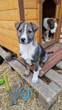 ANILA, Hund, Mischlingshund in Rumänien