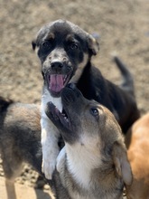 SPIRELLI, Hund, Mischlingshund in Rumänien - Bild 10