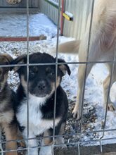 SPIRELLI, Hund, Mischlingshund in Rumänien - Bild 2