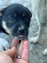 SPIRELLI, Hund, Mischlingshund in Rumänien - Bild 3