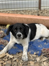 SPAGHETTI, Hund, Mischlingshund in Rumänien - Bild 8