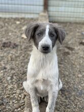 KUNO, Hund, Mischlingshund in Rumänien - Bild 1