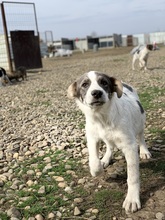 PANDA, Hund, Mischlingshund in Rumänien - Bild 3