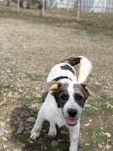 PANDA, Hund, Mischlingshund in Rumänien - Bild 4