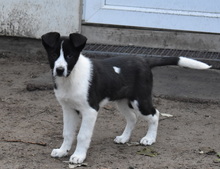 ANGI, Hund, Mischlingshund in Ungarn - Bild 1