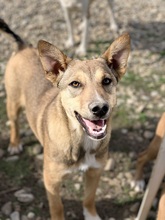 AURORA, Hund, Mischlingshund in Rumänien - Bild 1