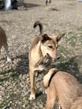 AURORA, Hund, Mischlingshund in Rumänien - Bild 2