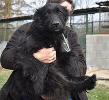 BRUNO, Hund, Mischlingshund in Ungarn - Bild 1