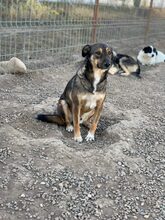 CHUMA, Hund, Mischlingshund in Rumänien - Bild 2