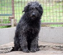 BOBBY, Hund, Mischlingshund in Ungarn - Bild 2