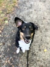 ZULA, Hund, Mischlingshund in Weyhe - Bild 1