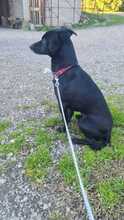 NERINO, Hund, Pinscher-Mix in Italien - Bild 2