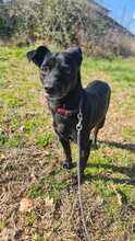 NERINO, Hund, Pinscher-Mix in Italien - Bild 3