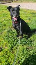 NERINO, Hund, Pinscher-Mix in Italien - Bild 5