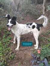 TEDDY, Hund, Mischlingshund in Italien - Bild 2