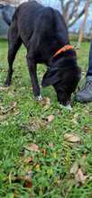 TRUDY, Hund, Labrador-Jagdhund-Mix in Italien - Bild 2