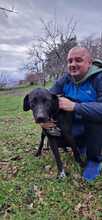 TRUDY, Hund, Labrador-Jagdhund-Mix in Italien - Bild 3