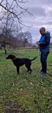 TRUDY, Hund, Labrador-Jagdhund-Mix in Italien - Bild 4