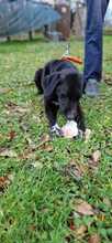 TRUDY, Hund, Labrador-Jagdhund-Mix in Italien - Bild 5