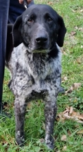 STUZZI, Hund, Jagdhund-Mix in Mülheim