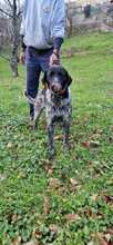 STUZZI, Hund, Labrador-Jagdhund-Mix in Italien - Bild 3