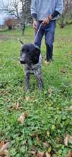 STUZZI, Hund, Labrador-Jagdhund-Mix in Italien - Bild 4