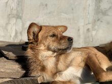 NIKITARI, Hund, Mischlingshund in Rumänien - Bild 2