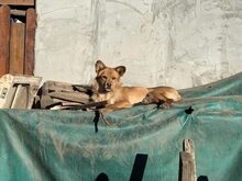 NIKITARI, Hund, Mischlingshund in Rumänien - Bild 4