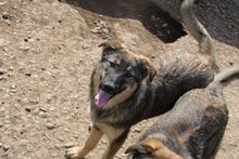 HOPE, Hund, Deutscher Schäferhund in Rumänien - Bild 3