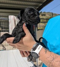 XANDER, Hund, Mischlingshund in Spanien